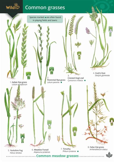 pictures of grasses for identification.